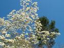 LANDSCAPE-SPRING-DOGWOODS-06.jpg (1804244 bytes)