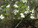 LANDSCAPE-SPRING-DOGWOODS-07.jpg (1565809 bytes)