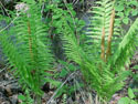 LANDSCAPE-SPRING-FERNS-01.jpg (125383 bytes)