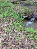 LANDSCAPE-SPRING-FERNS-06.jpg (387878 bytes)