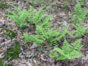 LANDSCAPE-SPRING-FERNS-07.jpg (396510 bytes)