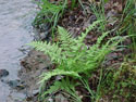 LANDSCAPE-SPRING-FERNS-12.jpg (316328 bytes)