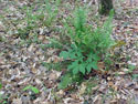 LANDSCAPE-SPRING-FERNS-17.jpg (376930 bytes)