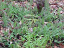 LANDSCAPE-SPRING-FERNS-18.jpg (370642 bytes)