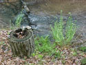 LANDSCAPE-SPRING-FERNS-19.jpg (340121 bytes)