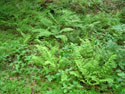 LANDSCAPE-SPRING-FERNS-20.jpg (1626446 bytes)