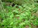 LANDSCAPE-SPRING-FERNS-22.jpg (1660140 bytes)