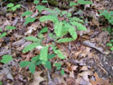 LANDSCAPE-SPRING-FERNS-24.jpg (1618772 bytes)