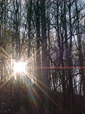 LANDSCAPE-SPRING-GENERAL-01.jpg (348603 bytes)