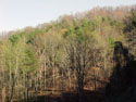 LANDSCAPE-SPRING-GENERAL-04.jpg (297431 bytes)