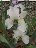LANDSCAPE-SPRING-GERMAN IRIS-01.jpg (39148 bytes)