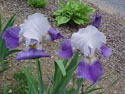LANDSCAPE-SPRING-GERMAN IRIS-02.jpg (54743 bytes)