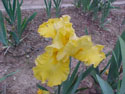 LANDSCAPE-SPRING-GERMAN IRIS-04.jpg (44445 bytes)