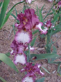 LANDSCAPE-SPRING-GERMAN IRIS-05.jpg (50113 bytes)