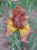 LANDSCAPE-SPRING-GERMAN IRIS-06.jpg (39994 bytes)