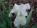 LANDSCAPE-SPRING-GERMAN IRIS-11.jpg (40833 bytes)