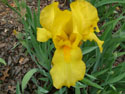 LANDSCAPE-SPRING-GERMAN IRIS-16.jpg (1628232 bytes)