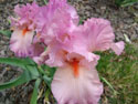 LANDSCAPE-SPRING-GERMAN IRIS-17.jpg (1648131 bytes)