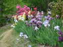 LANDSCAPE-SPRING-GERMAN IRIS-18.jpg (1574873 bytes)