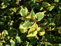 LANDSCAPE-SPRING-GROUND COVERS-08.jpg (1612308 bytes)