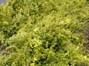 LANDSCAPE-SPRING-GROUND COVERS-09.jpg (1608969 bytes)