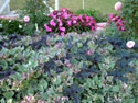 LANDSCAPE-SPRING-GROUND COVERS-17.jpg (488927 bytes)