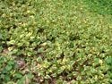 LANDSCAPE-SPRING-GROUND COVERS-20.jpg (1619937 bytes)