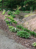 LANDSCAPE-SPRING-HOSTA-03.jpg (323964 bytes)
