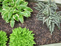 LANDSCAPE-SPRING-HOSTA-06.jpg (1613174 bytes)