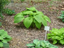 LANDSCAPE-SPRING-HOSTA-07.jpg (1615478 bytes)