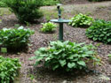 LANDSCAPE-SPRING-HOSTA-08.jpg (1557982 bytes)