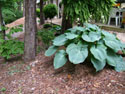 LANDSCAPE-SPRING-HOSTA-09.jpg (1691689 bytes)