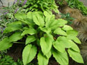 LANDSCAPE-SPRING-HOSTA-10.jpg (1582591 bytes)