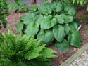 LANDSCAPE-SPRING-HOSTA-11.jpg (1641220 bytes)