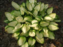 LANDSCAPE-SPRING-HOSTA-12.jpg (1623469 bytes)
