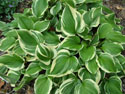 LANDSCAPE-SPRING-HOSTA-13.jpg (1621459 bytes)