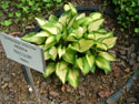 LANDSCAPE-SPRING-HOSTA-17.jpg (1688992 bytes)
