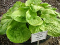 LANDSCAPE-SPRING-HOSTA-18.jpg (1604216 bytes)
