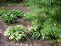 LANDSCAPE-SPRING-HOSTA-19.jpg (1655734 bytes)