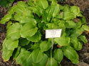 LANDSCAPE-SPRING-HOSTA-20.jpg (1589544 bytes)