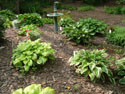 LANDSCAPE-SPRING-HOSTA-23.jpg (1656338 bytes)