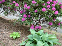 LANDSCAPE-SPRING-RHODODENDRON-05.jpg (1567136 bytes)