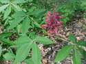 LANDSCAPE-SPRING-SHRUB-12.jpg (108315 bytes)