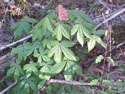 LANDSCAPE-SPRING-SHRUBS-02.jpg (320425 bytes)