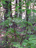 LANDSCAPE-SPRING-SHRUBS-03.jpg (446156 bytes)