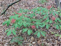 LANDSCAPE-SPRING-SHRUBS-09.jpg (387686 bytes)