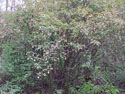 LANDSCAPE-SPRING-SHRUBS-11.jpg (412305 bytes)