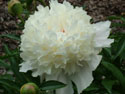 LANDSCAPE-SPRING-SHRUBS-13.jpg (1640224 bytes)