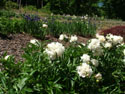 LANDSCAPE-SPRING-SHRUBS-16.jpg (1564049 bytes)