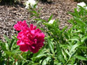 LANDSCAPE-SPRING-SHRUBS-17.jpg (1614340 bytes)